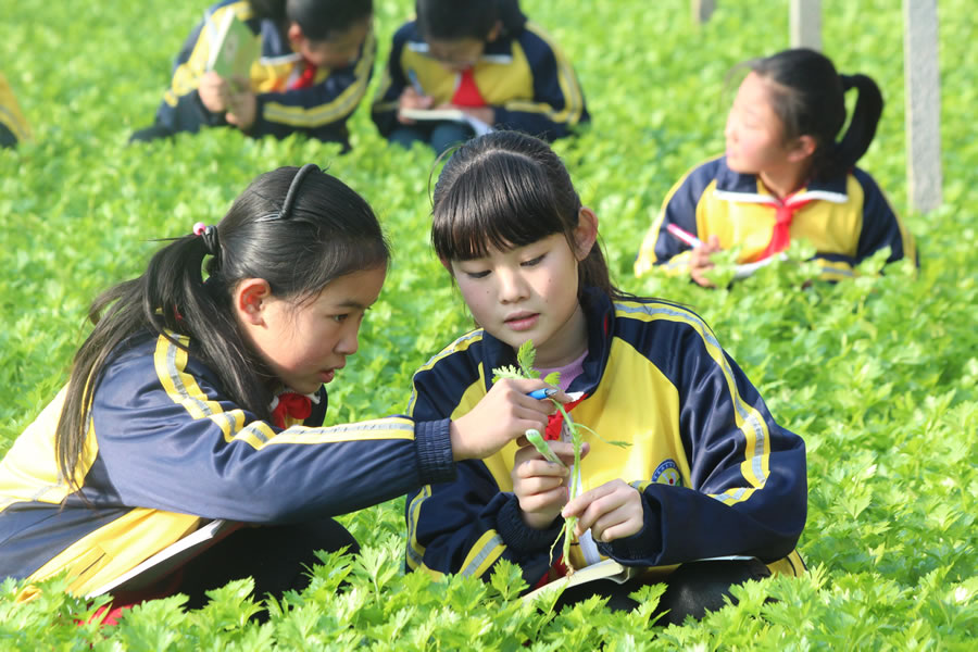 河崖小学菜棚探究_山东教育社山东教育当代小学生快乐作文小学生文摘